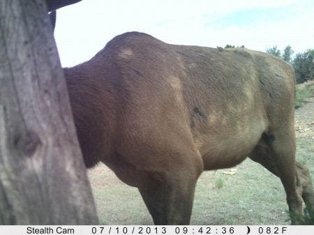 Elk