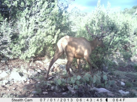 ELK In the Velvet